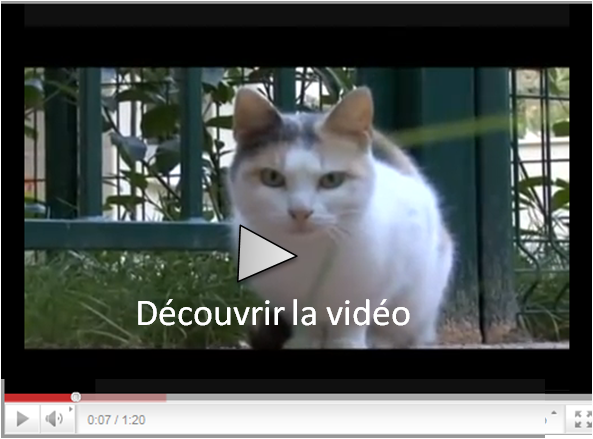 Memphis, chatte à adopter