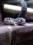 ma petite famille de gecko :) Sans-titre-2-2650179